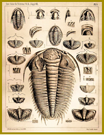 Jedna z Barrandovech tabulí, věnovaná trilobitům